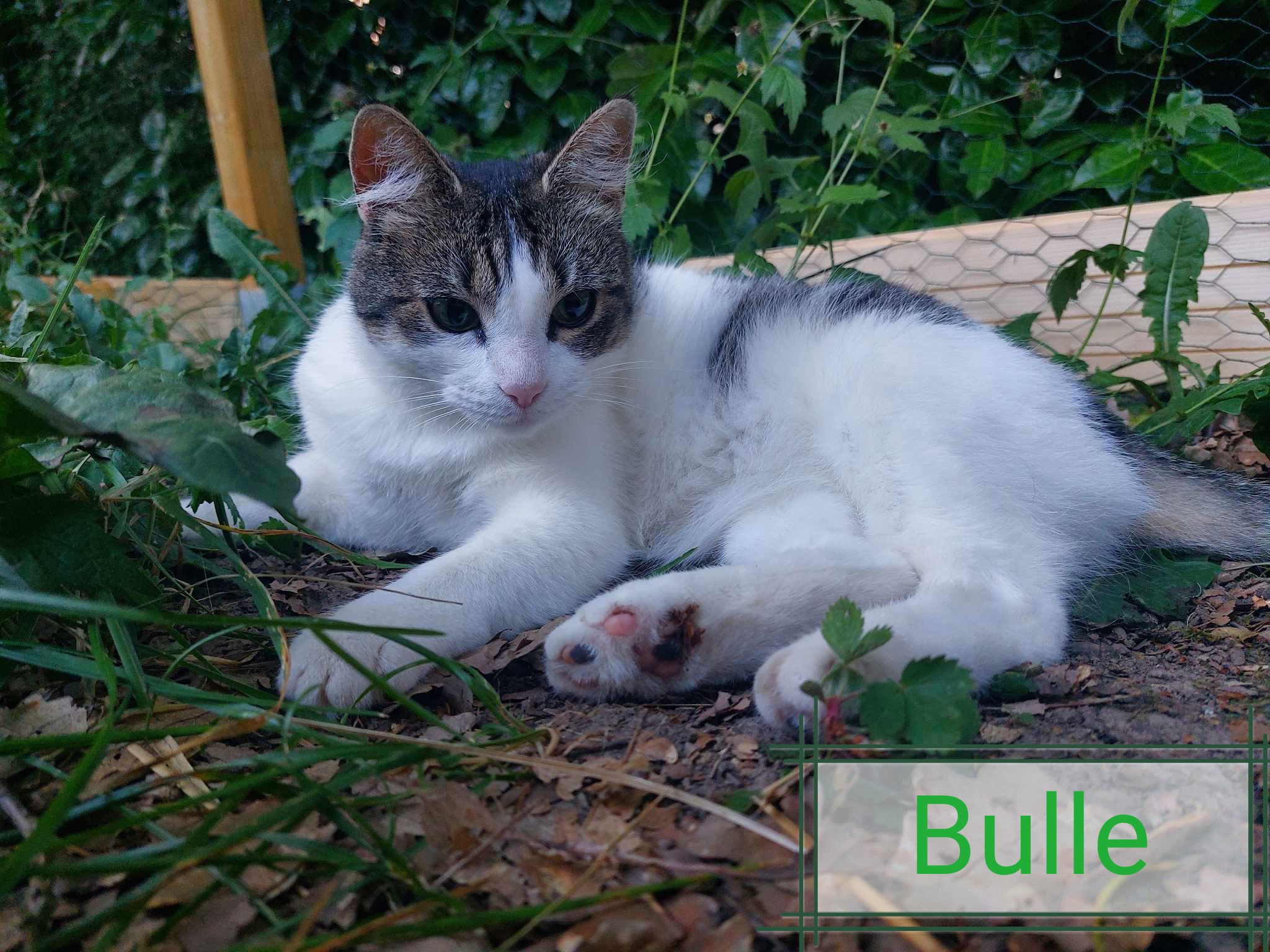 Bulle Bulle refuge Perle de Chat