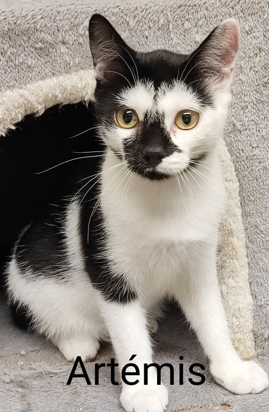 Artemis