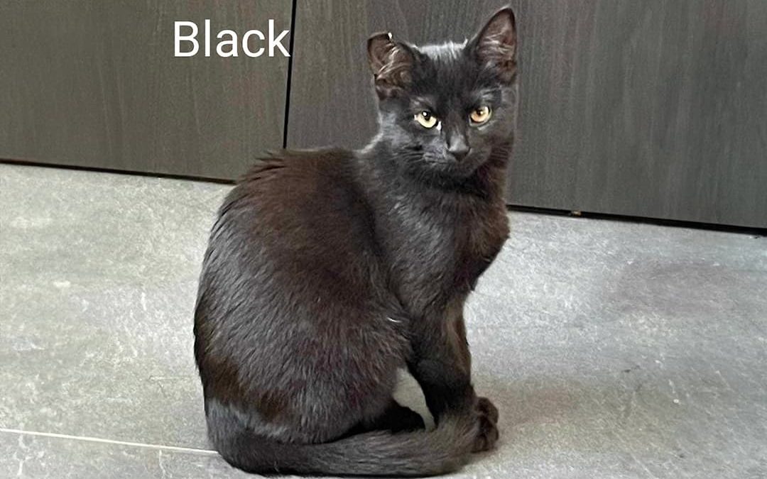 Black, la panthère noire à adopter