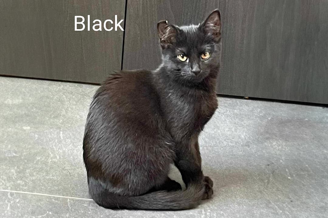 Black Refuge perle de Chat