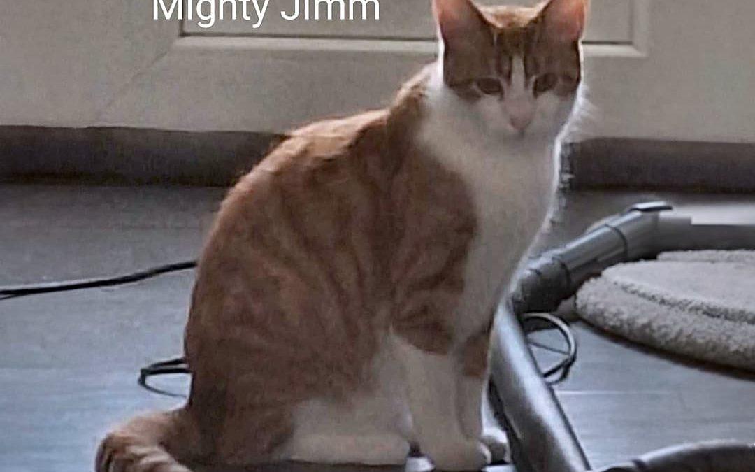 À la recherche d’un foyer doux pour Mighty Jimm