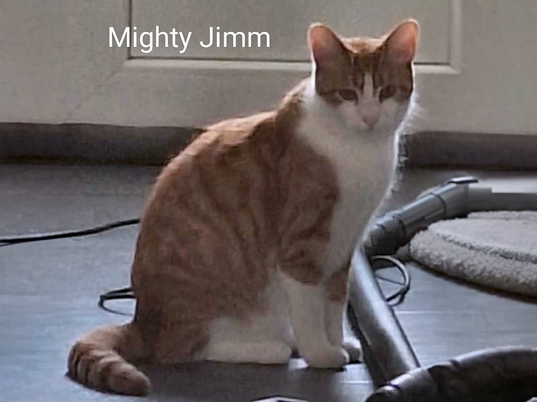 Mighty Jimm refuge Perle de Chat