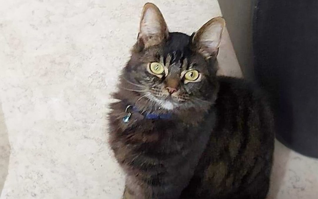 À la découverte de Pookie : un compagnon doux et aimant