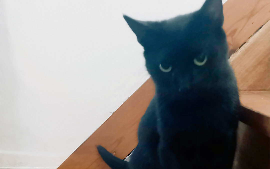 Moana : La Douce Maman Chat Cherche un Foyer Aimant