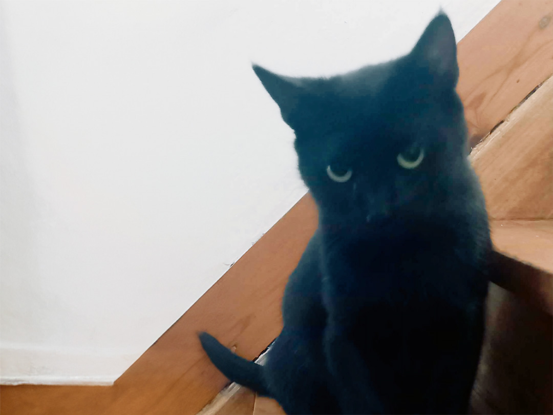 Moana Refuge Perle de Chat