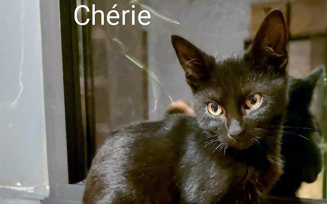 À l’adoption : Chérie, la petite acrobate !