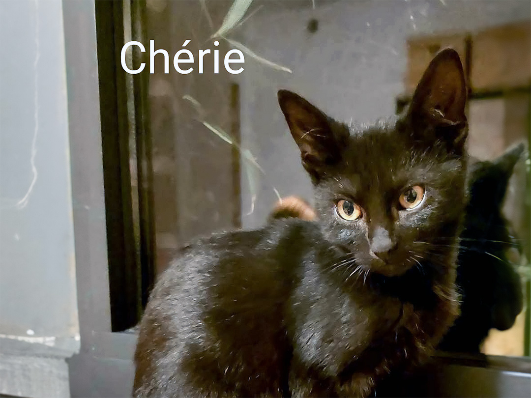 Chérie refuge Perle de Chat