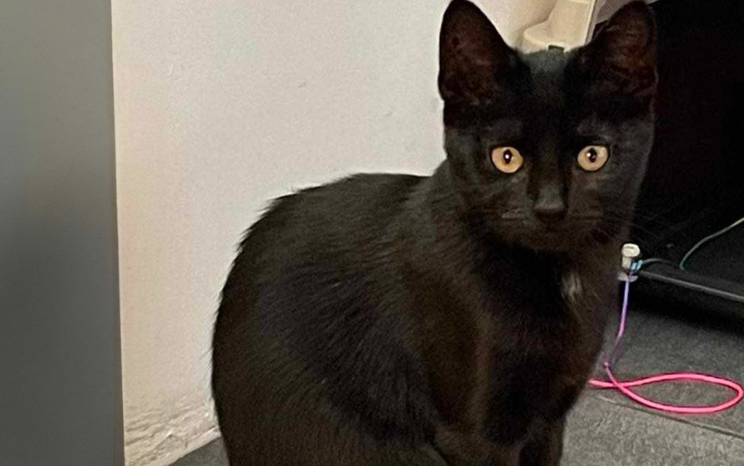 Puce : La Petite Étoile Noire du Refuge Perle de Chat