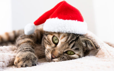 Chère équipe de « Perle de Chat » et chers adoptants