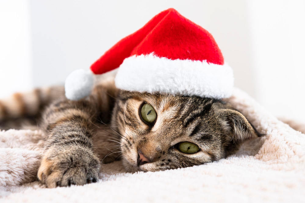 Chère équipe de « Perle de Chat » et chers adoptants